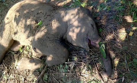 Elephant Calf 