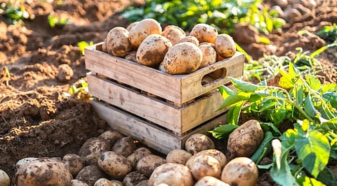 Potato 