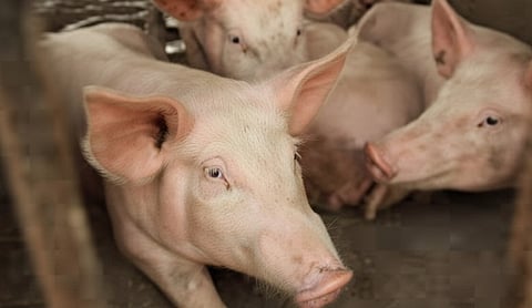 African Swine Fever