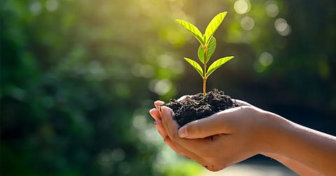Plantation Drive