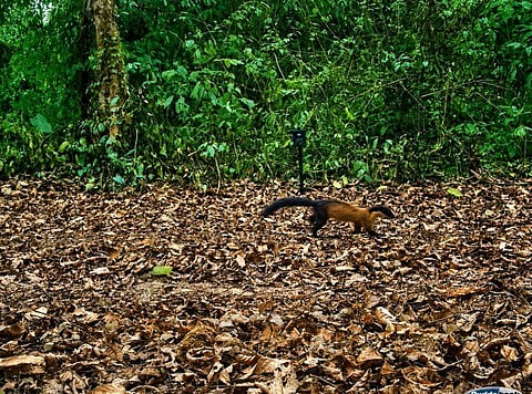 New Wildlife Milestone: Yellow-Throated Marten Spotted In Kaziranga National Park
