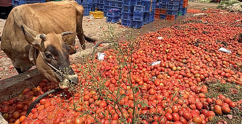 Tomato 