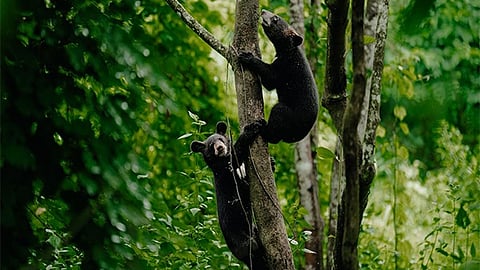 World Environment Day Milestone: Two Rehabilitated Bear Cubs Return to the Wild in Dehing Patkai