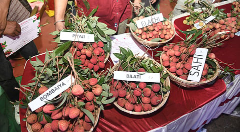 Tezpur Litchi Festival 2026