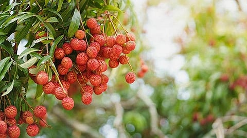 Litchi