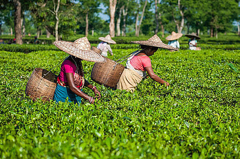 tea gardens