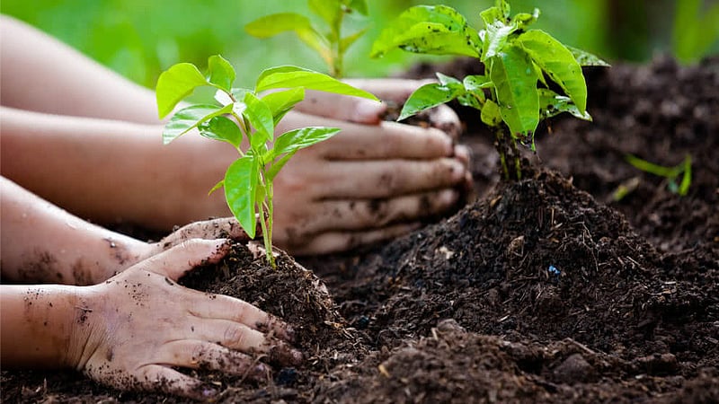 Nagrijuli BJP Plants 2,000 Trees to Tackle Man-Elephant Conflict and Promote Environmental Awareness