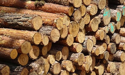 timber smuggling 