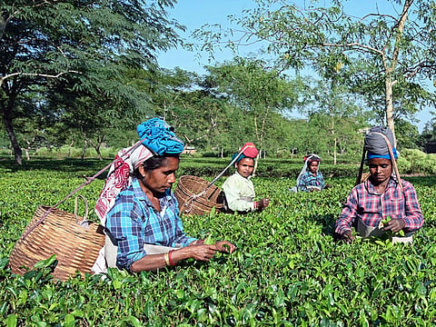 tea production
