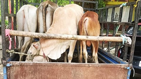 Police Rescue Six Cattle, Detains Two in Suspected Anti-Smuggling operation