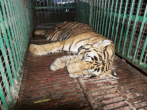 Tiger 