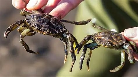 crabs
