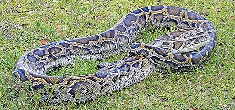 Python 