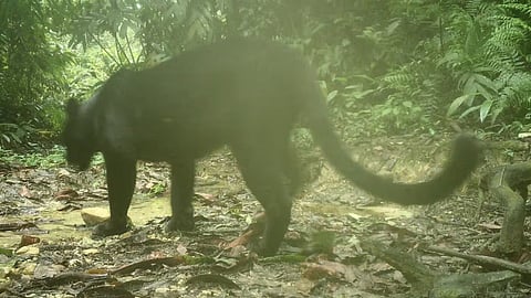 Rare Black Panther Captured on Camera Trap for First Time in Assam’s Dulung Reserve Forest
