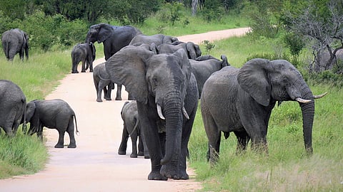 Wild Elephant