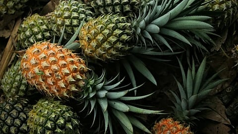 Hmar pineapple growers