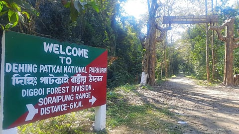 Dehing Patkai rainforest