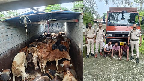 Cattle Recovered
