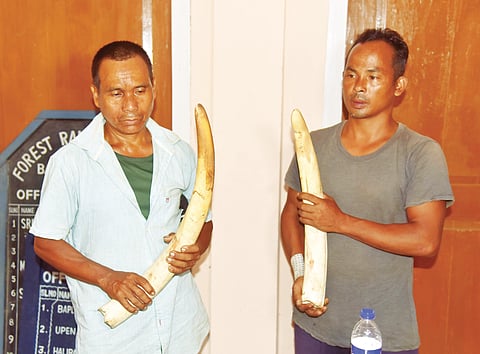 Ivory Smuggling
