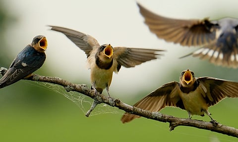 Bird and biodiversity awareness