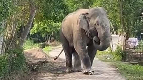 Elephant 