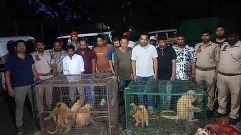 Assam Wildlife Raid: Eight Endangered Golden Langurs Rescued, International Ring Smashed