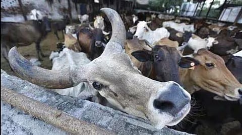 Illegal Cattle Slaughter 