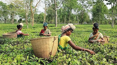 Charaideo : Tea Workers Stage Protest After Fellow Worker’s Death at Assam Estate