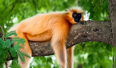 Golden Langurs