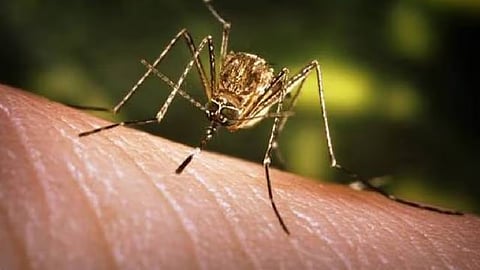 Japanese Encephalitis