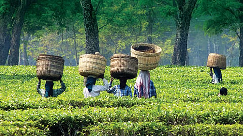 Simlitola Tea Estate