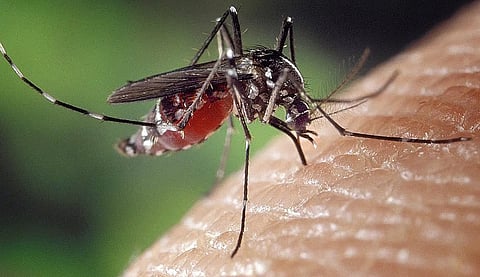Japanese Encephalitis 