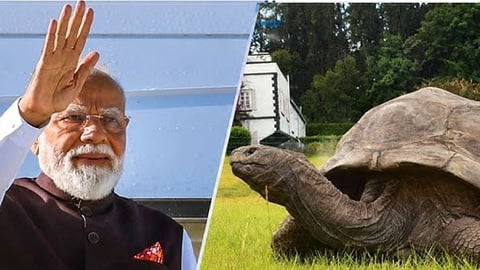 tortoise Jonathan
