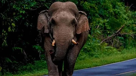 Elephant 