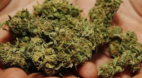 Cannabis 