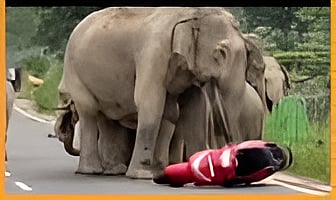 Wild Elephant 