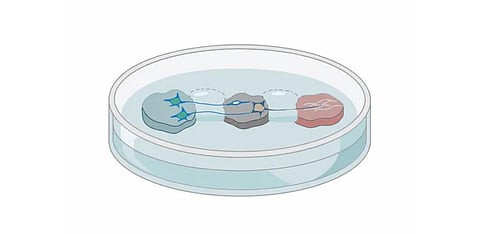 Lab-grown model