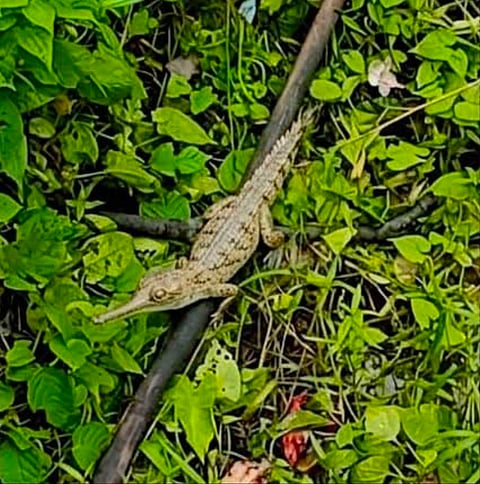 Gharial sighting 