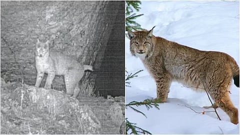 Eurasian Lynx 