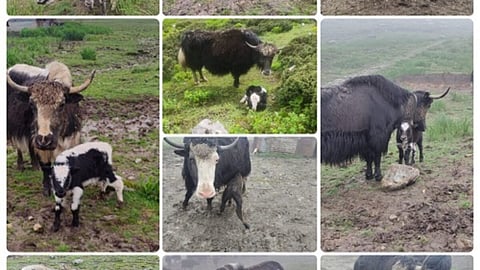 yaks