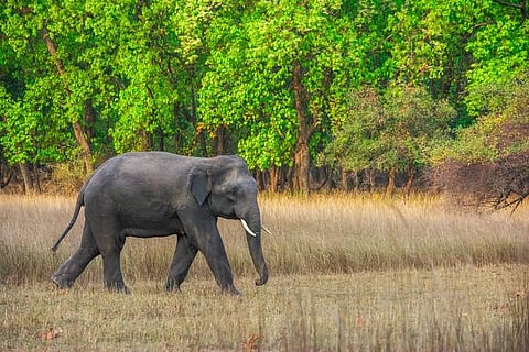 Wild elephant 