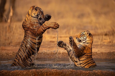Tiger Population 
