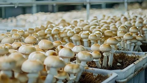 Mushroom Cultivation Training
