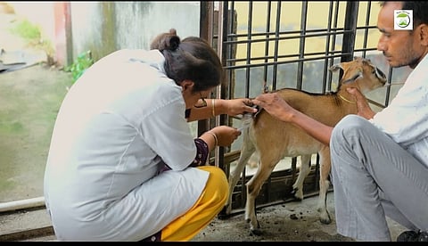 Goat Farming 