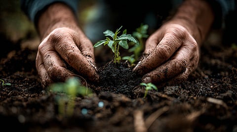 Saplings 