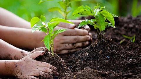 Plantation Drive