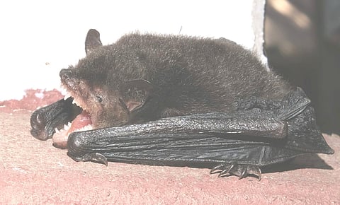 Southeast Asian Bat Species