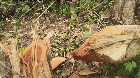 Behali Reserve Forest