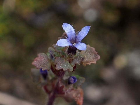 Rare Himalayan flower