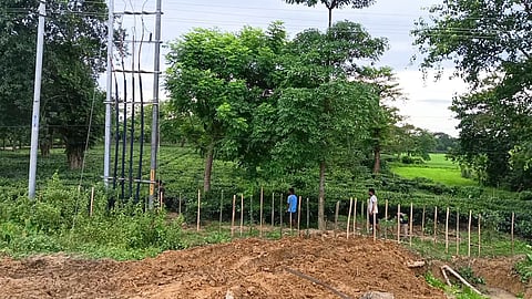 Maskara Tea Estate